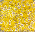 Yellow Flowers