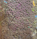 White Ring Circles