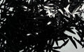 Black Knives