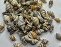 Seashells