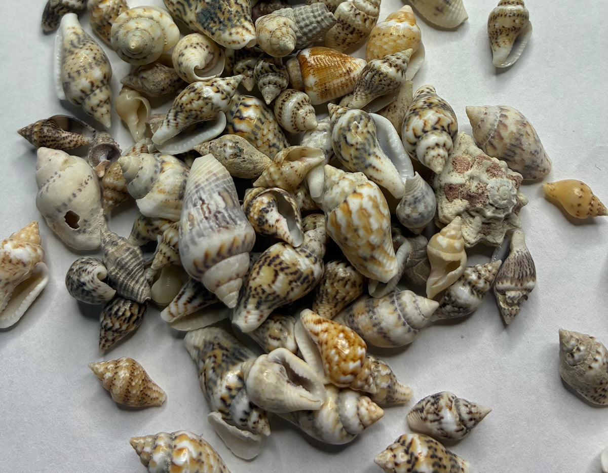 Seashells