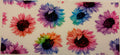 Colorful Flowers